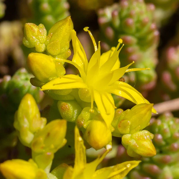 2 Sedum acre - Poivre des murailles - Image 6