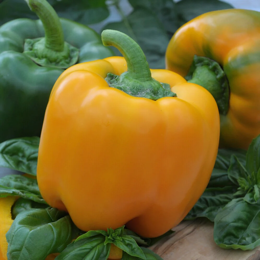 Poivron 'Yellow California Wonder' - Image 3
