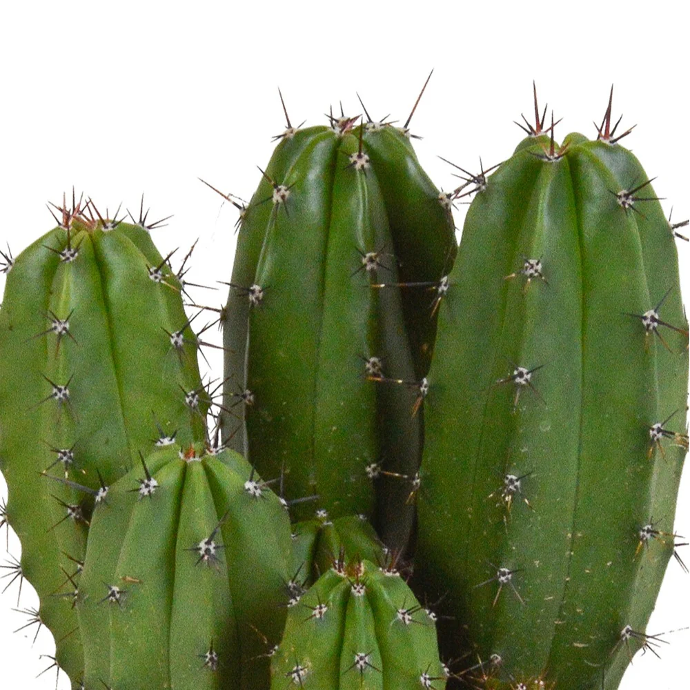 Polaskia Chichipe - Image 3