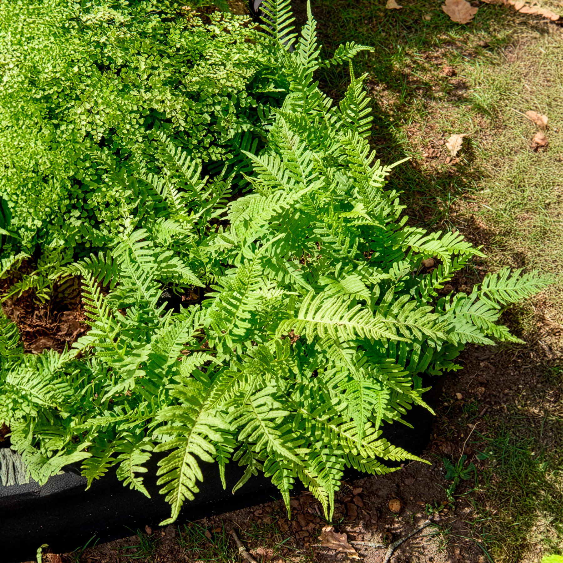 Polypode commun - Fougère