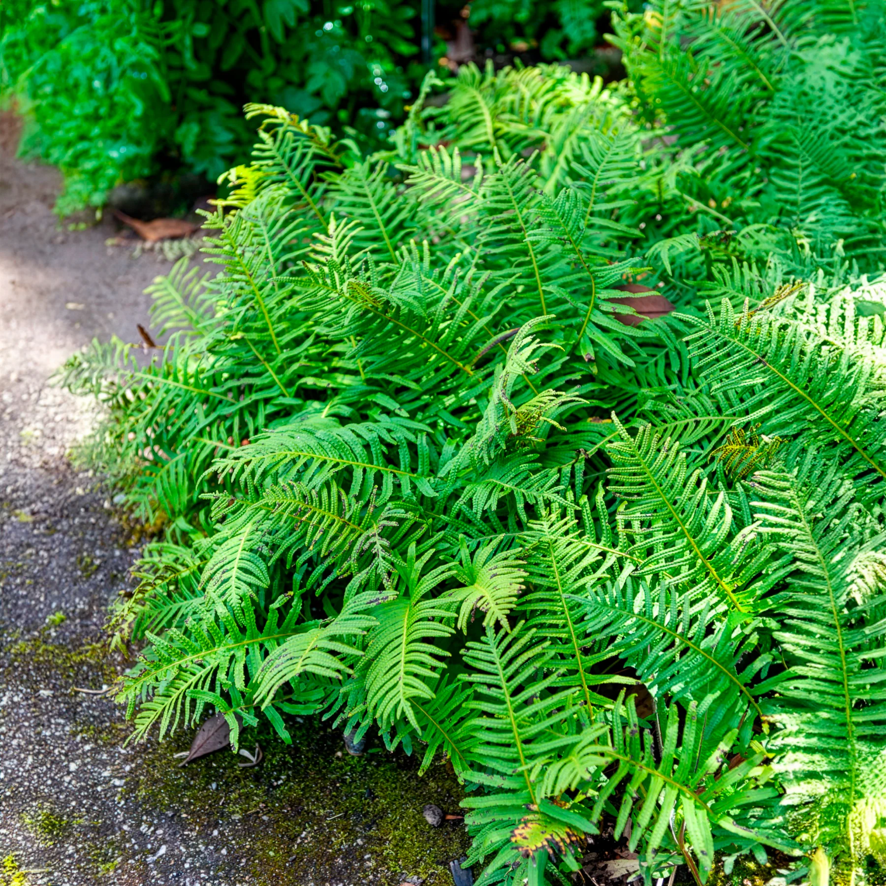 Polypode commun - Fougère - Image 3