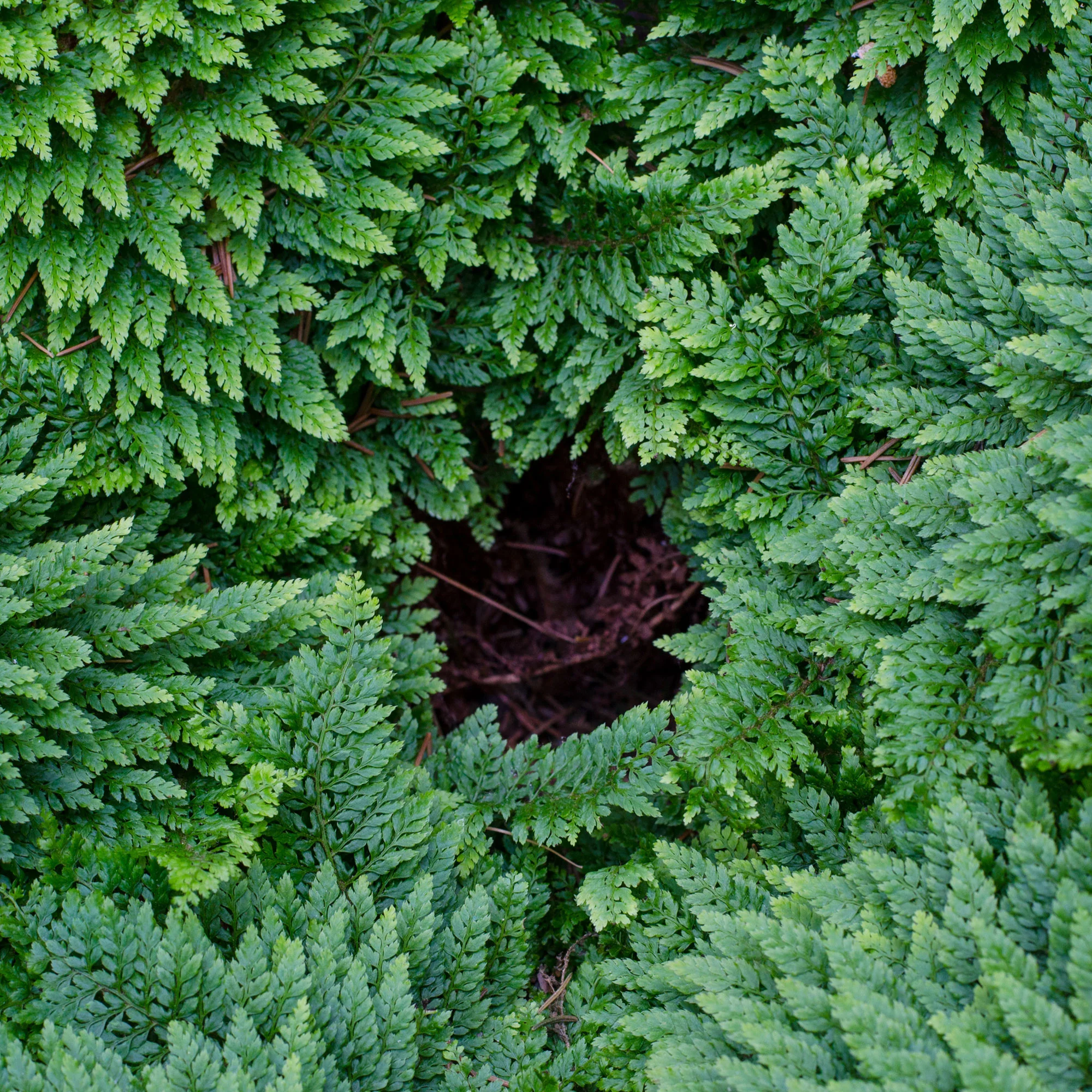 Polystic à cils raides Plumosum Densum - Fougère - Image 4
