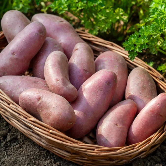 25 Pommes de terre Chérie - Image 2