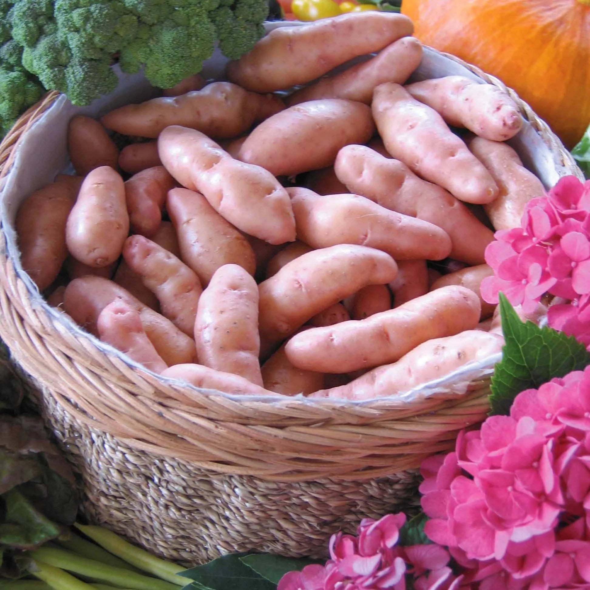 25 Pommes de terre Corne de Gatte - Pink fir Apple - Image 3