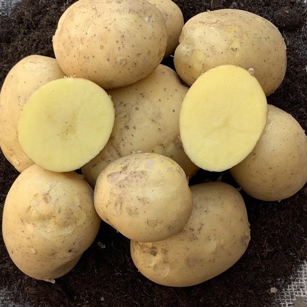 25 Pommes de terre Etincelle