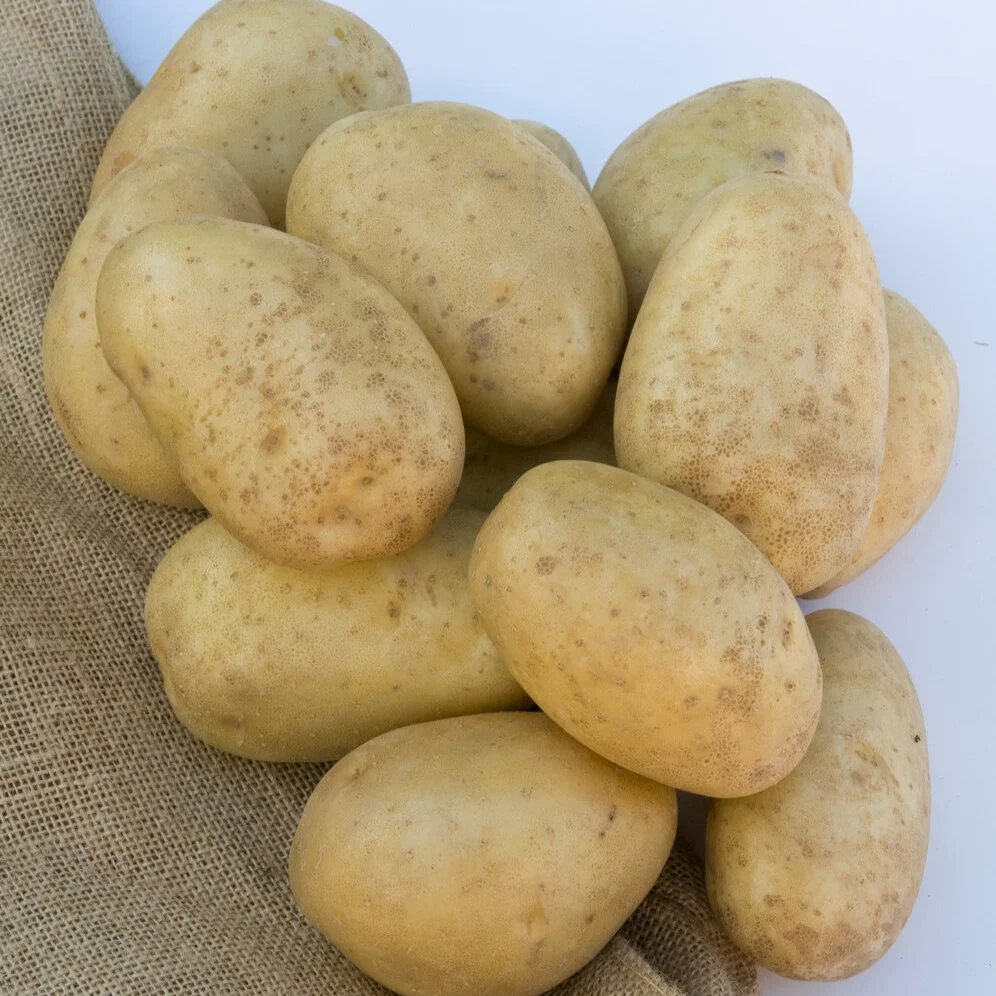 Pomme de terre Mona Lisa - Image 2