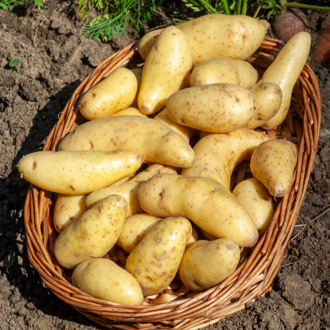 25 Pommes de terre Ratte - Image 3