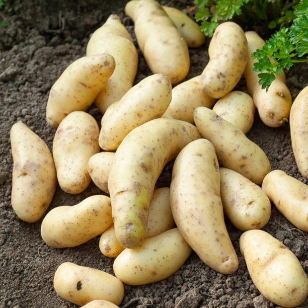 25 Pommes de terre Ratte - Image 4