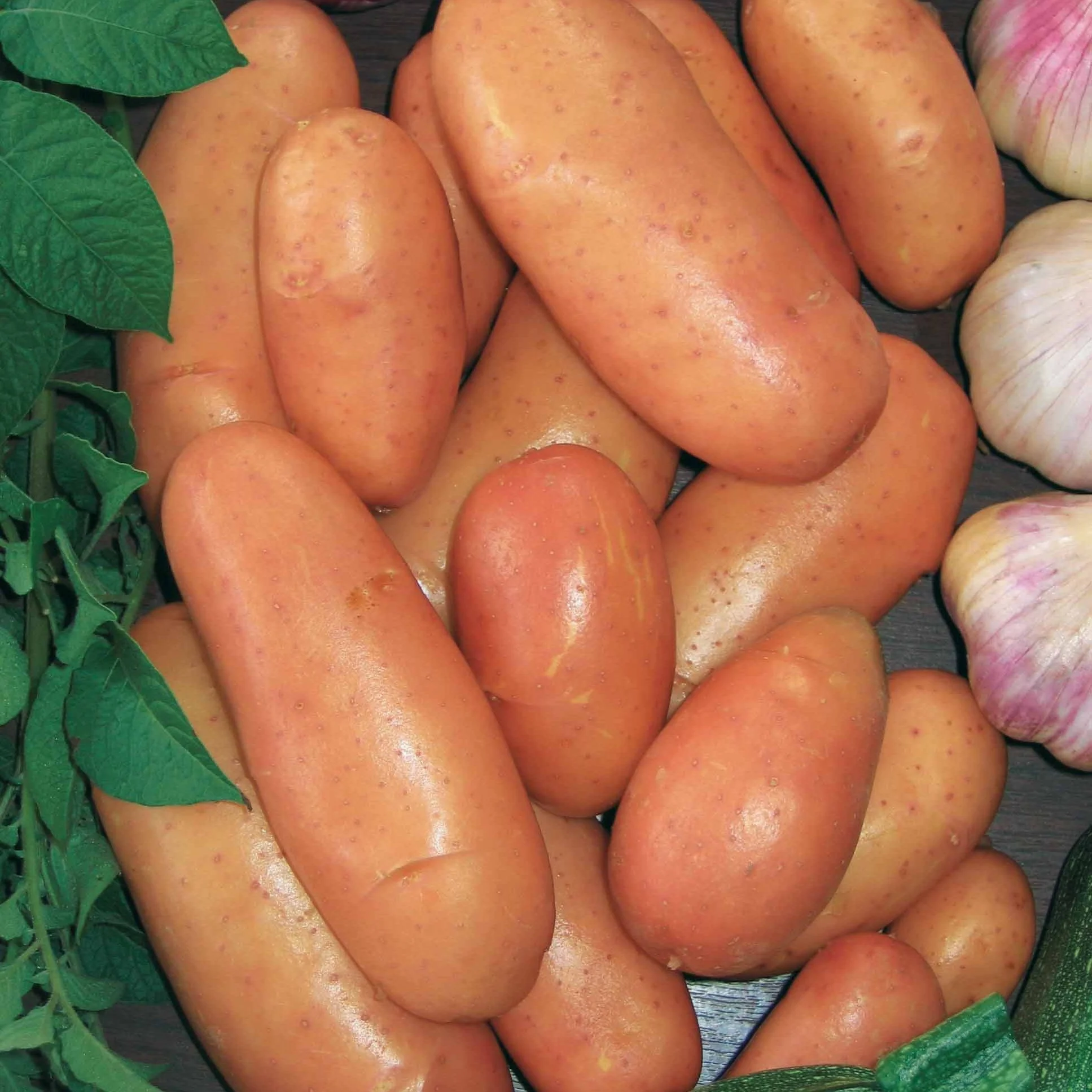 Pomme de terre Rose de France - Cirielle - Image 3