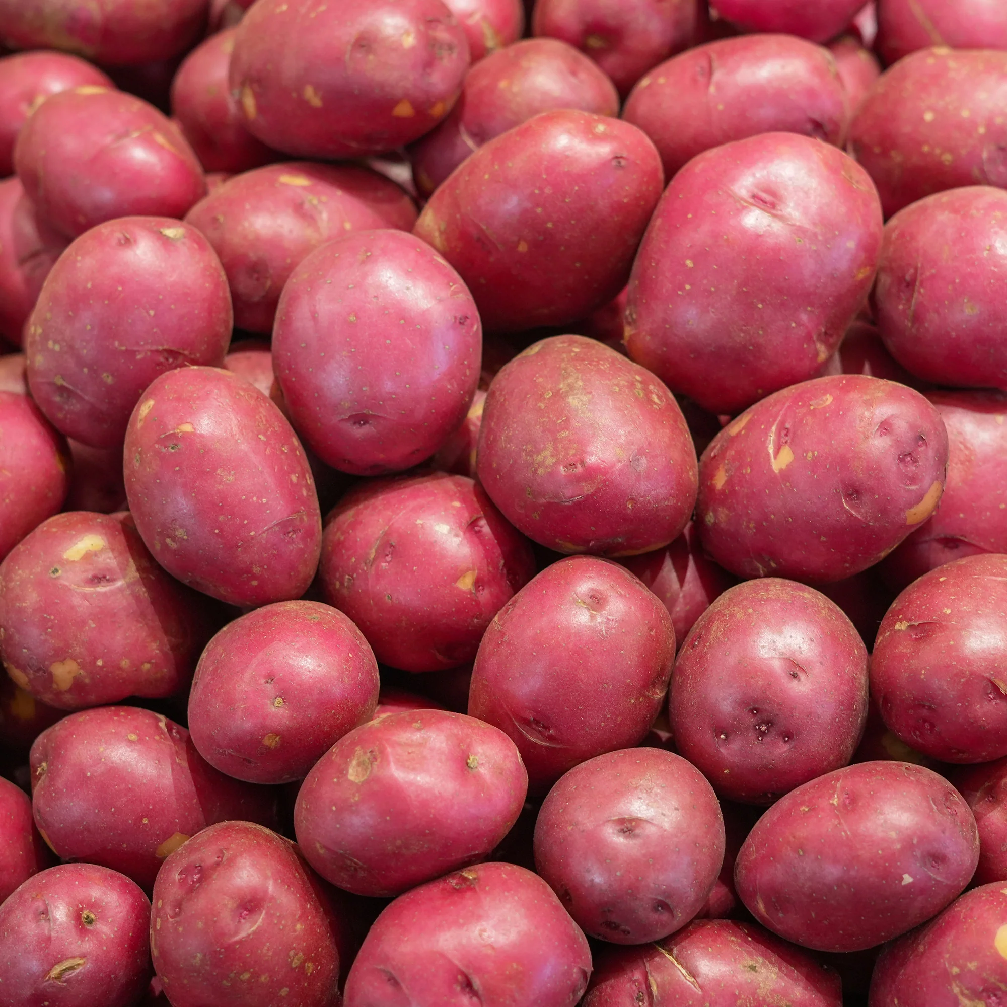 10 Pommes de terre Rouge des Flandres - Image 3