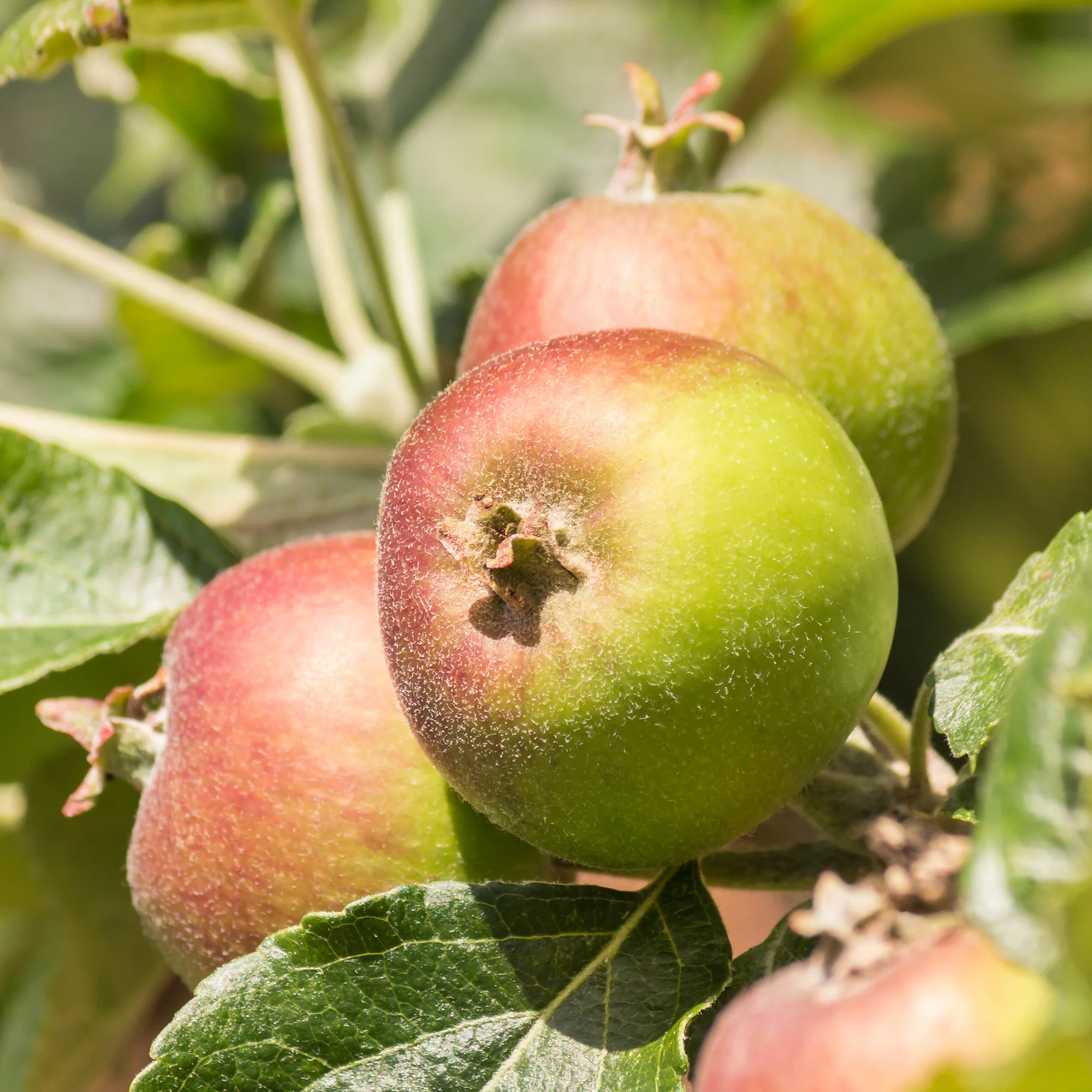 Pommier Braeburn