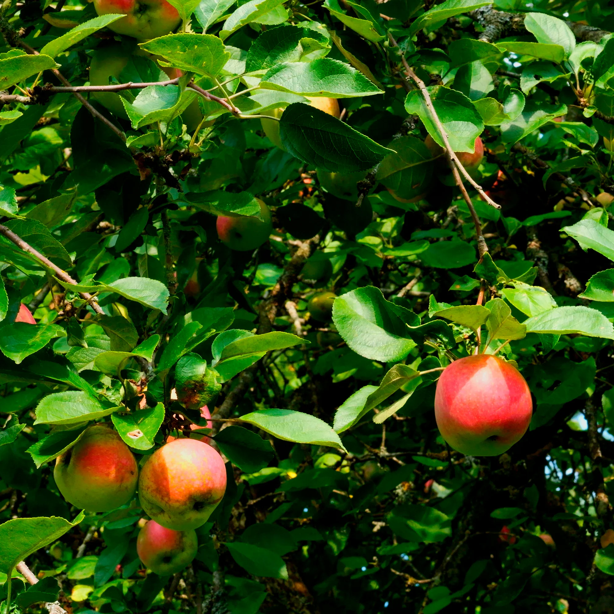 Pommier Braeburn - Image 2