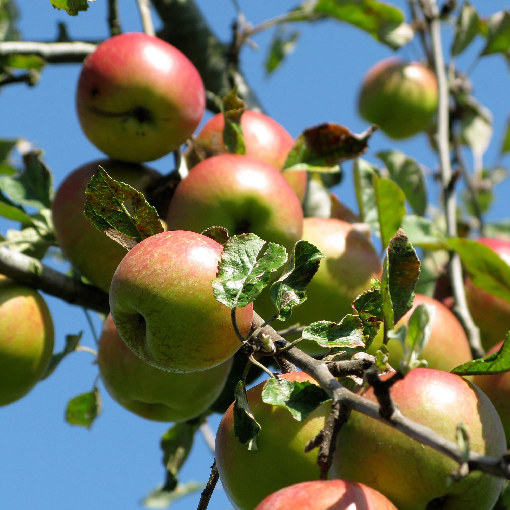 Pommier Braeburn - Image 3
