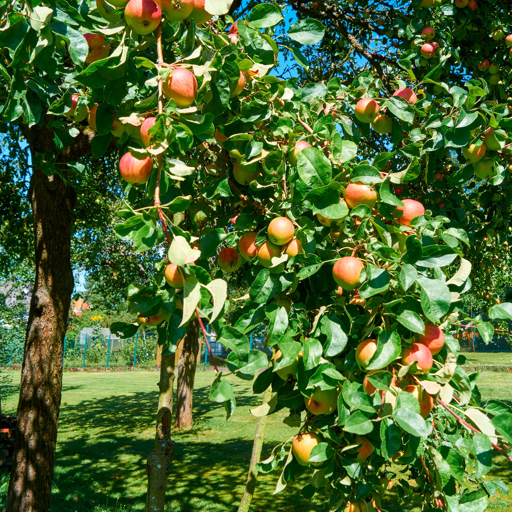 Pommier Braeburn - Image 4