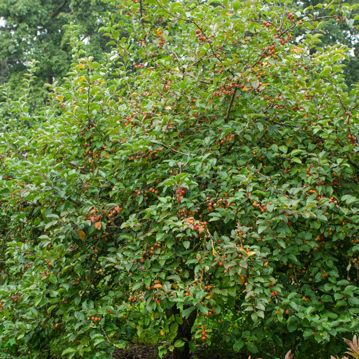 Pommier d'ornement Evereste Perpetu - Image 4