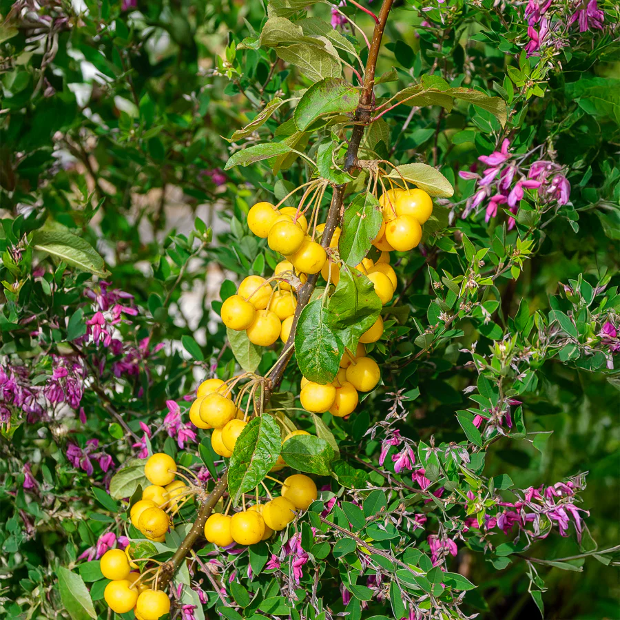 Pommier d'ornement Golden Hornet - Image 3