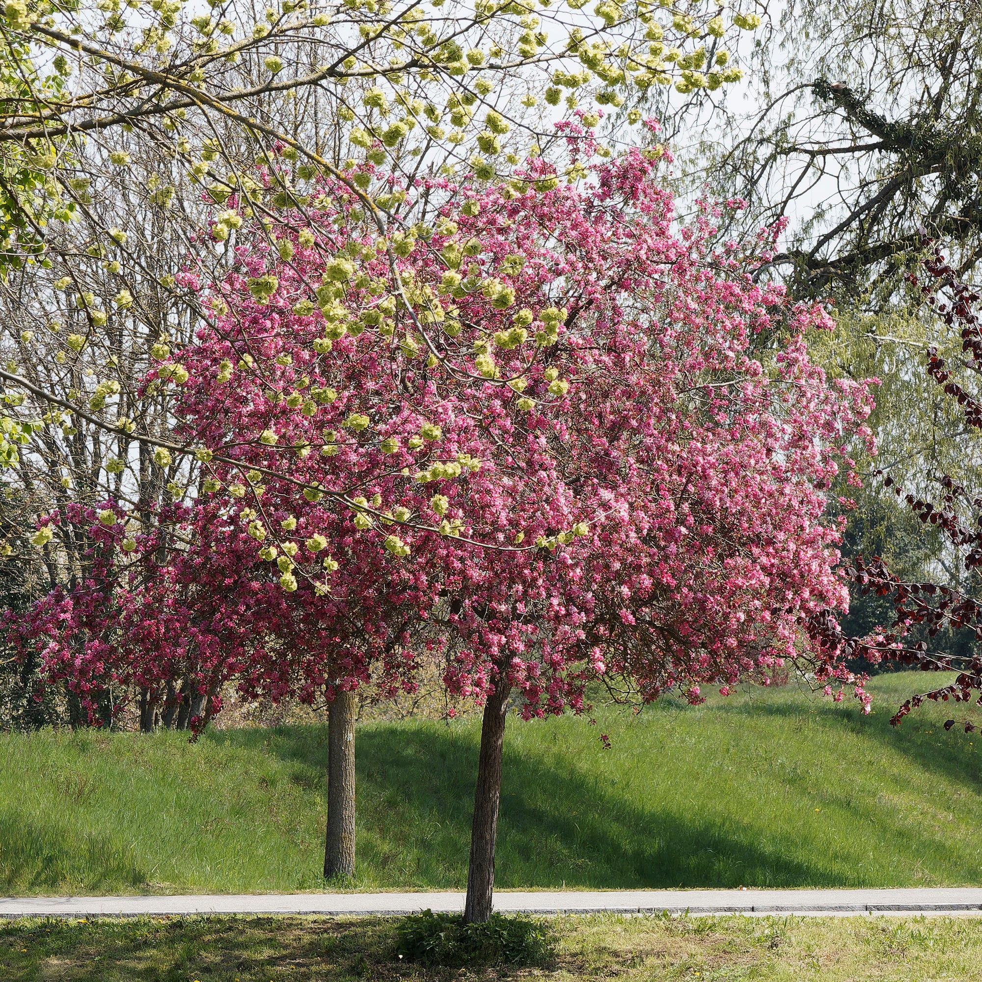Pommier d'ornement Liset - Image 6