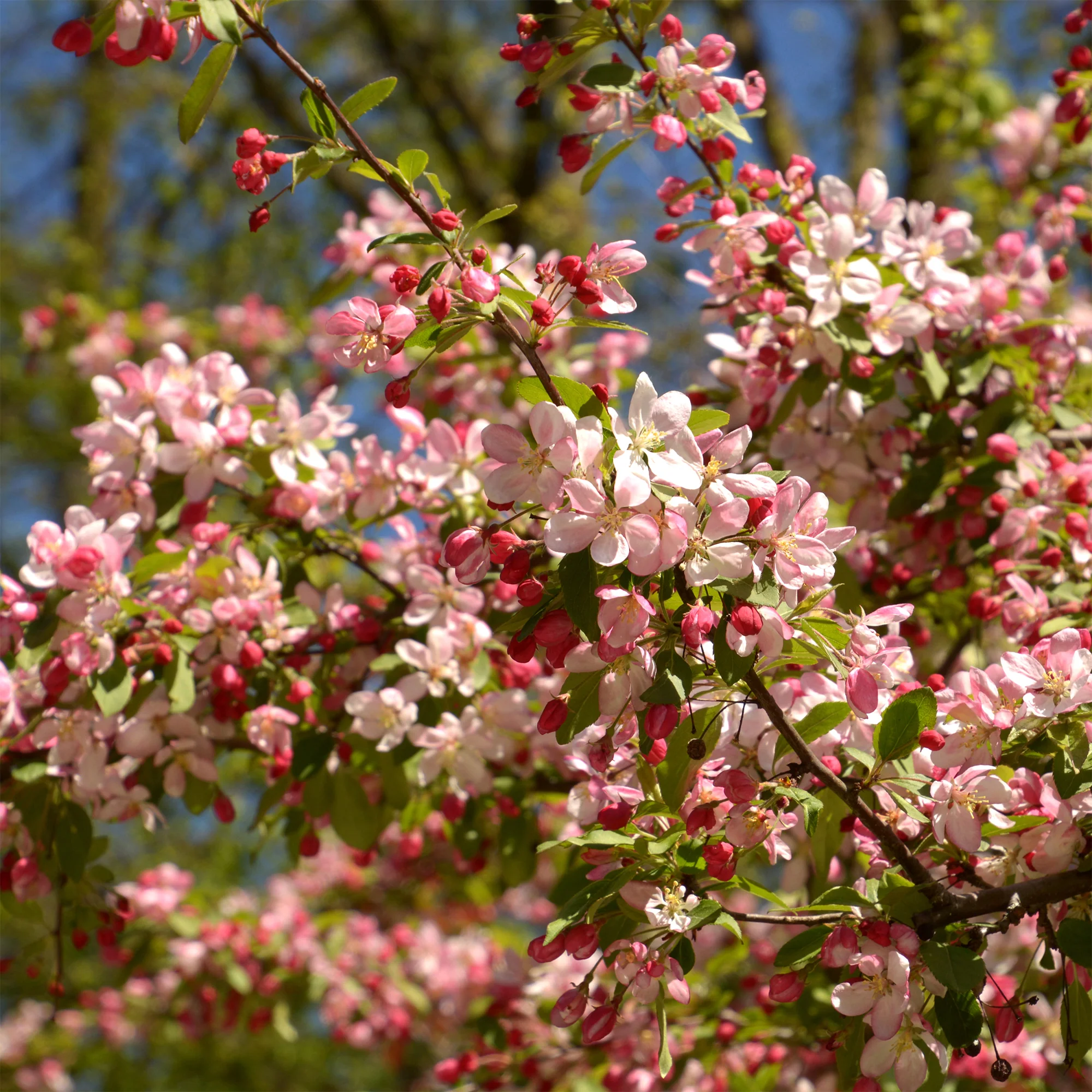 Pommier du Japon