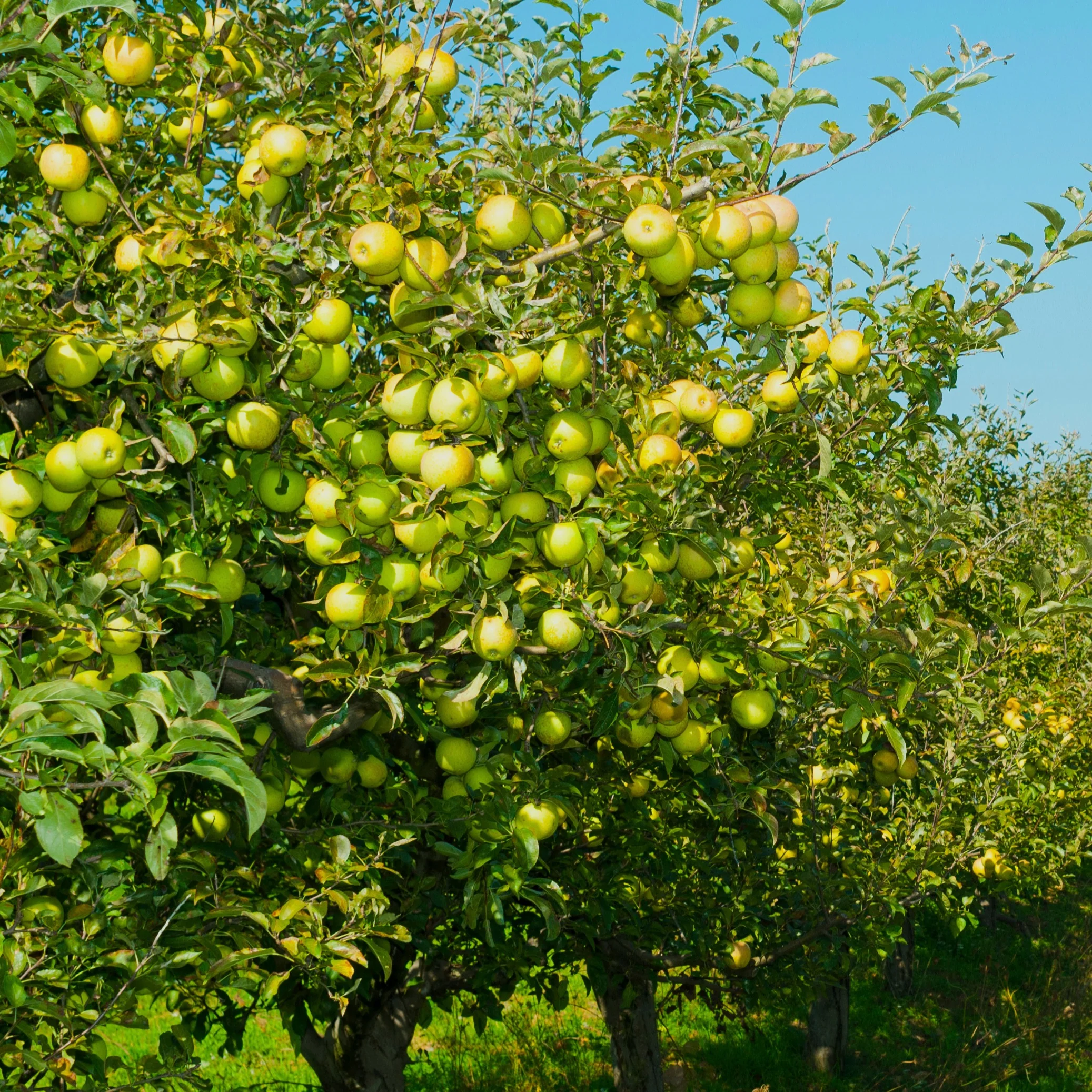 Pommier Golden Delicious - Image 3