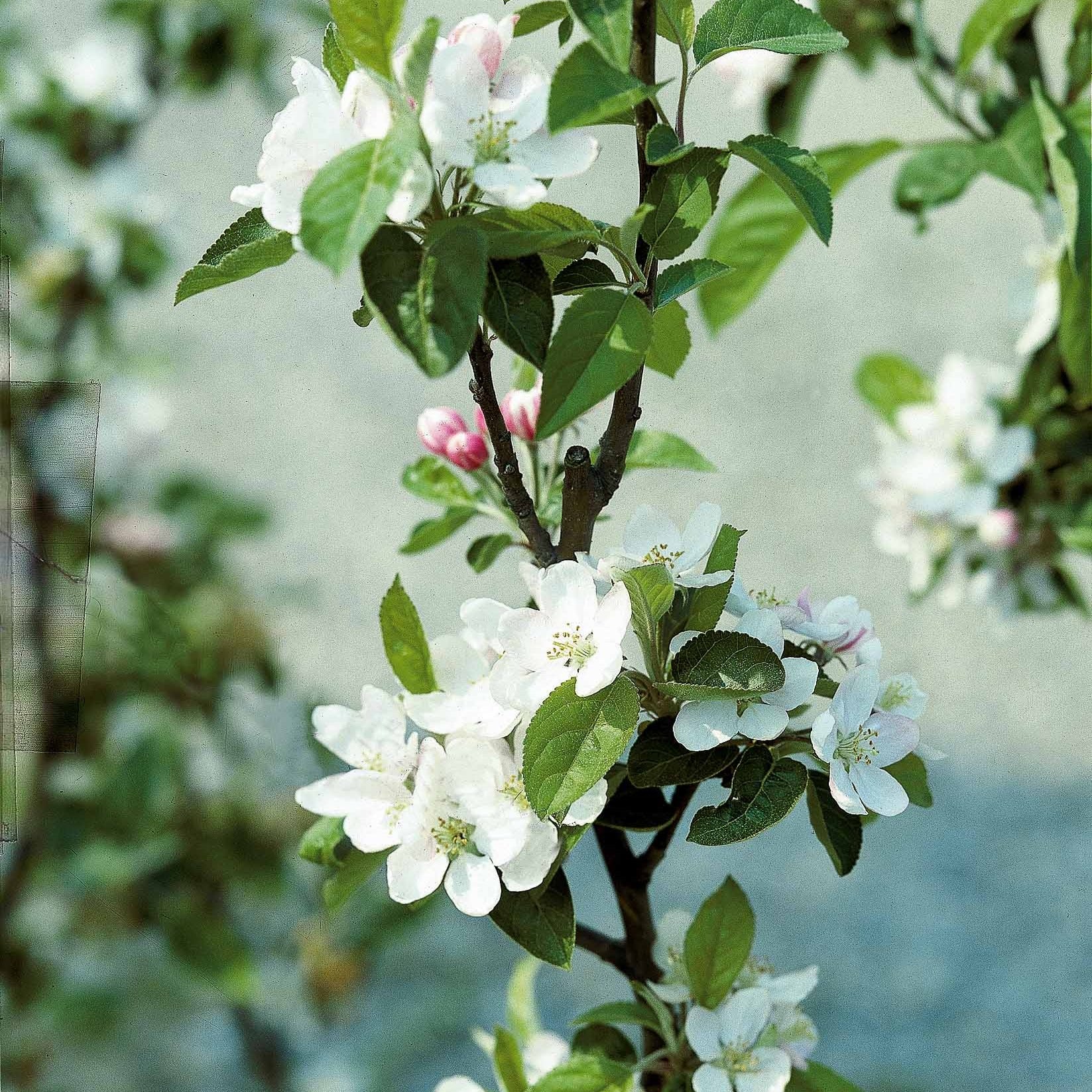 Pommier Golden Delicious - Image 4