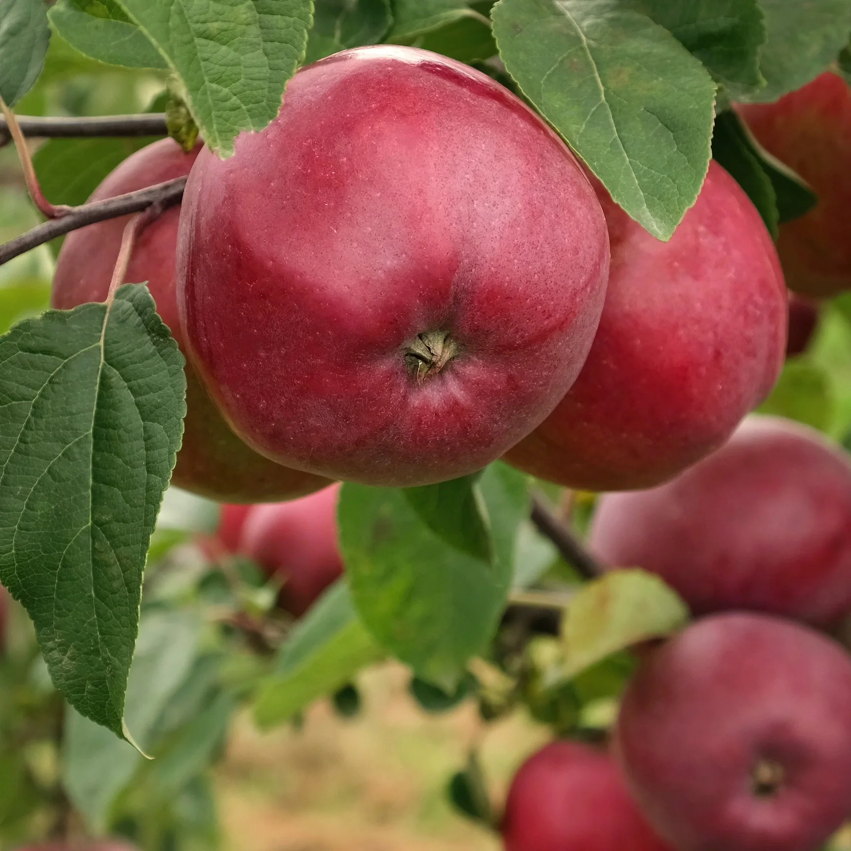 Pommier Marilyn Red