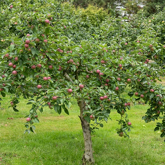Pommier Melrose