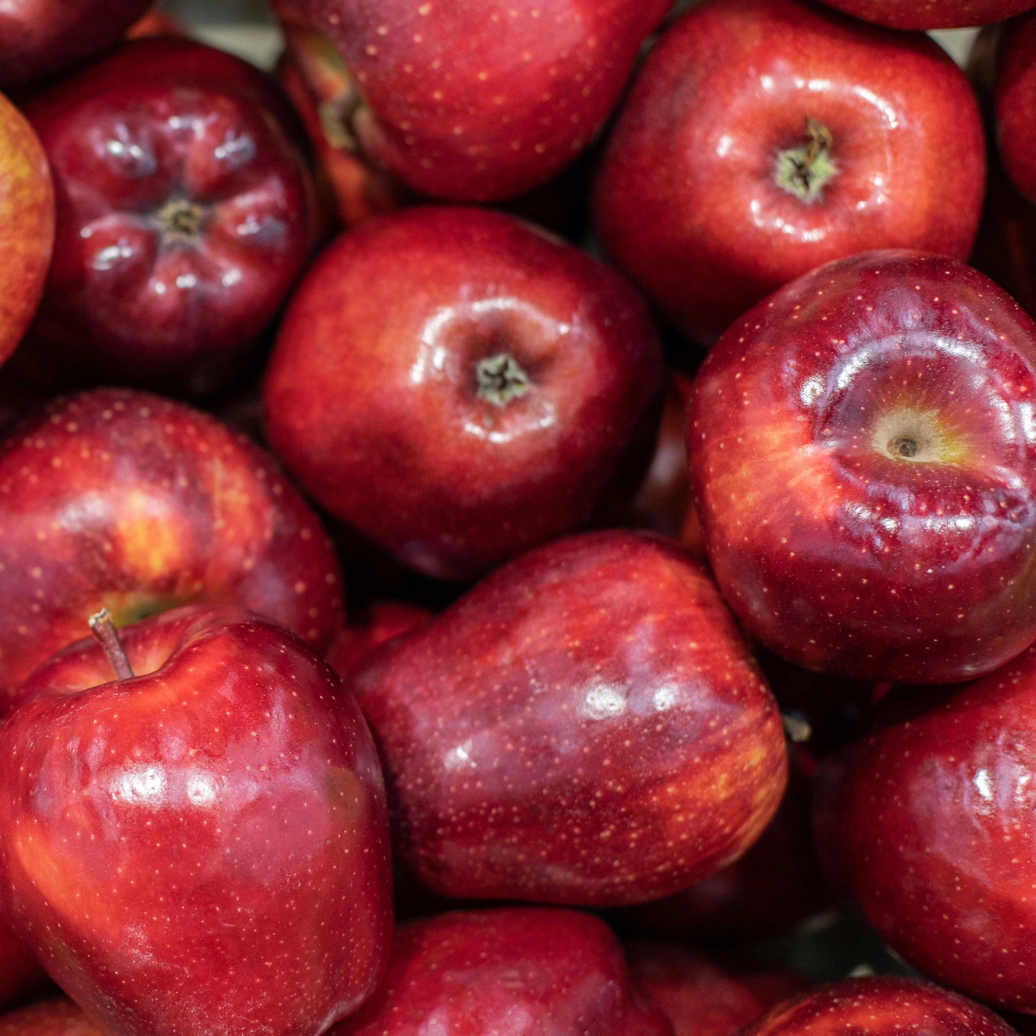 Pommier Red Chief