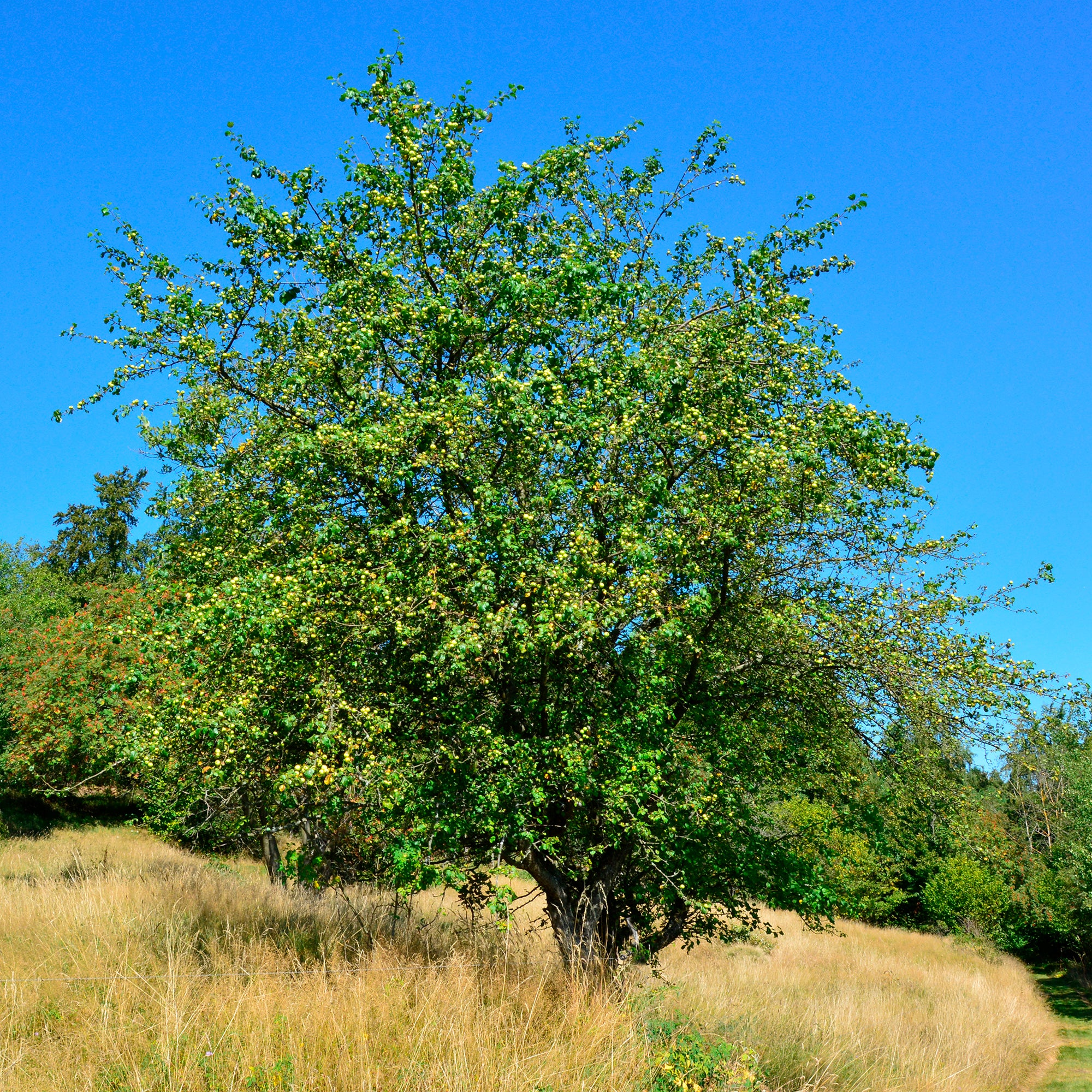 Pommier sauvage - Image 3
