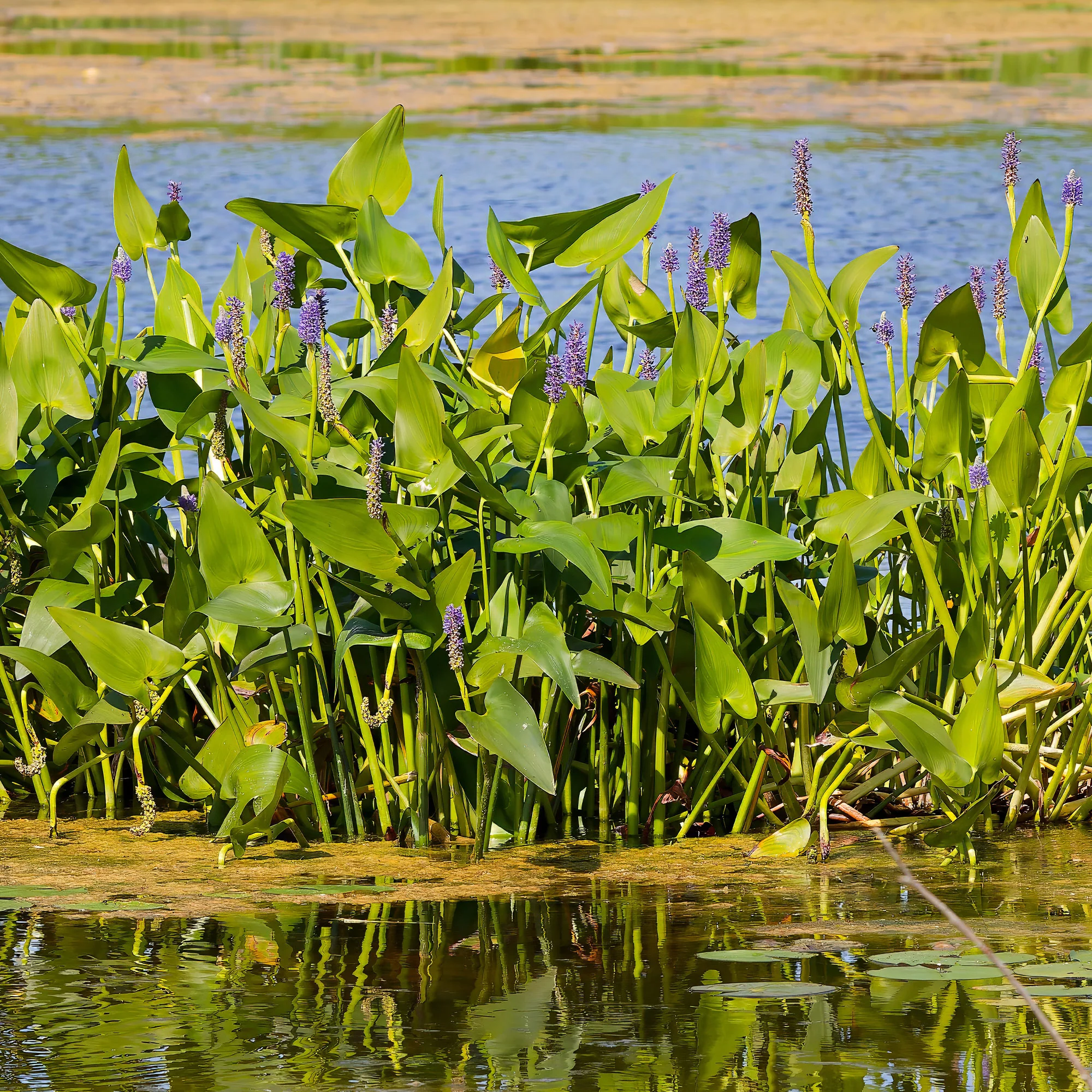 Pontédérie à feuilles en coeur - Image 4