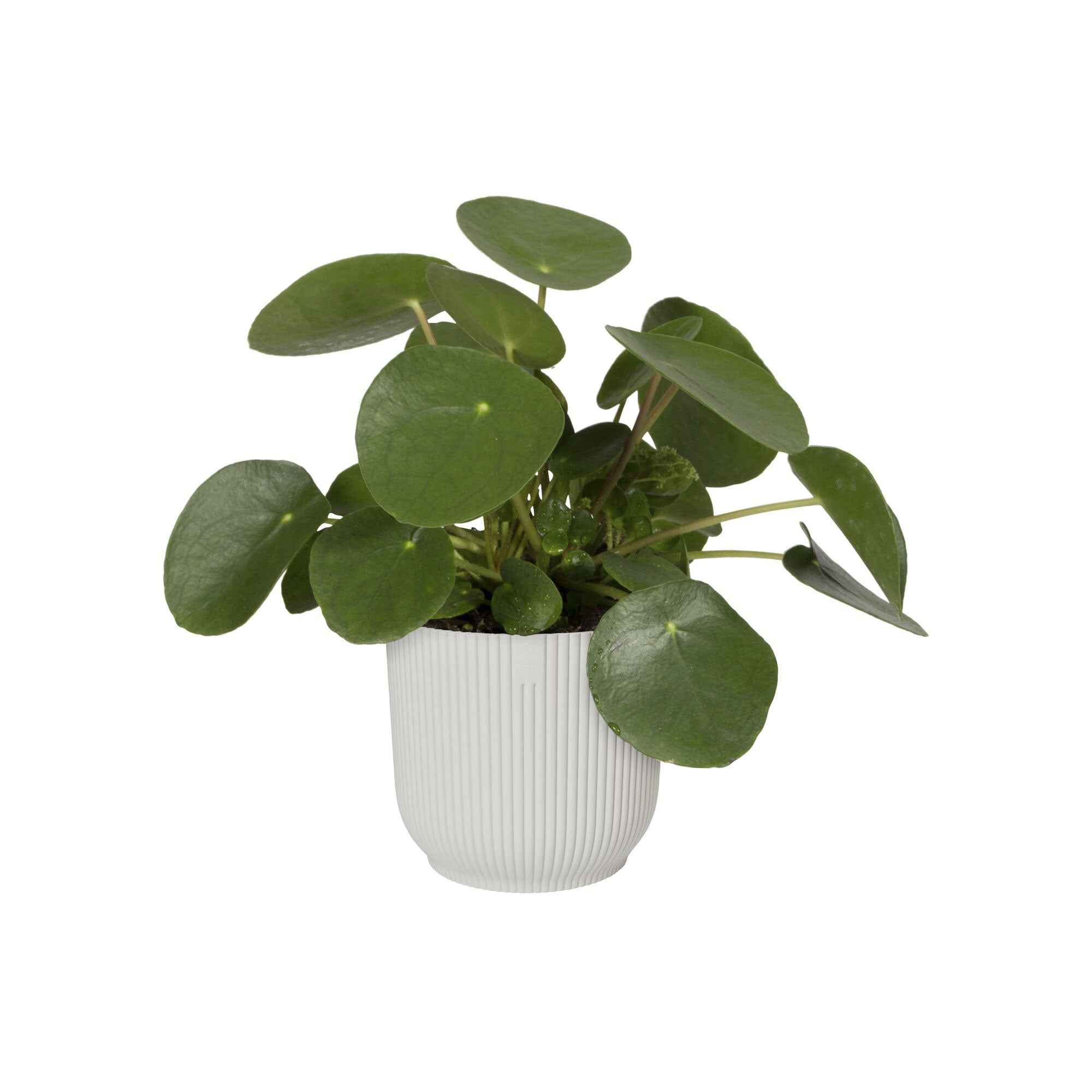 Pot de fleurs Elho Vibes Fold blanc - Image 2