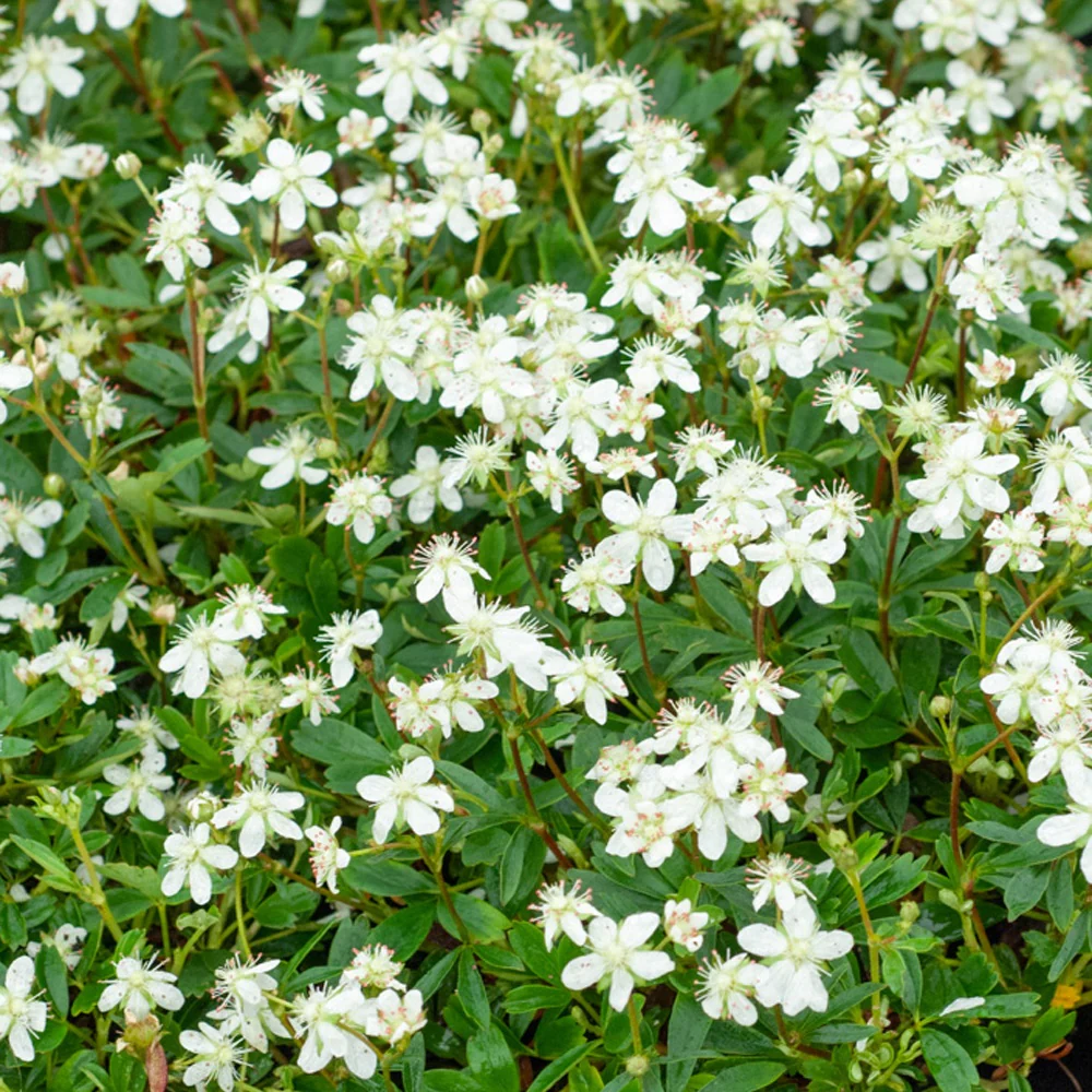 Potentilla tridentata Nuuk