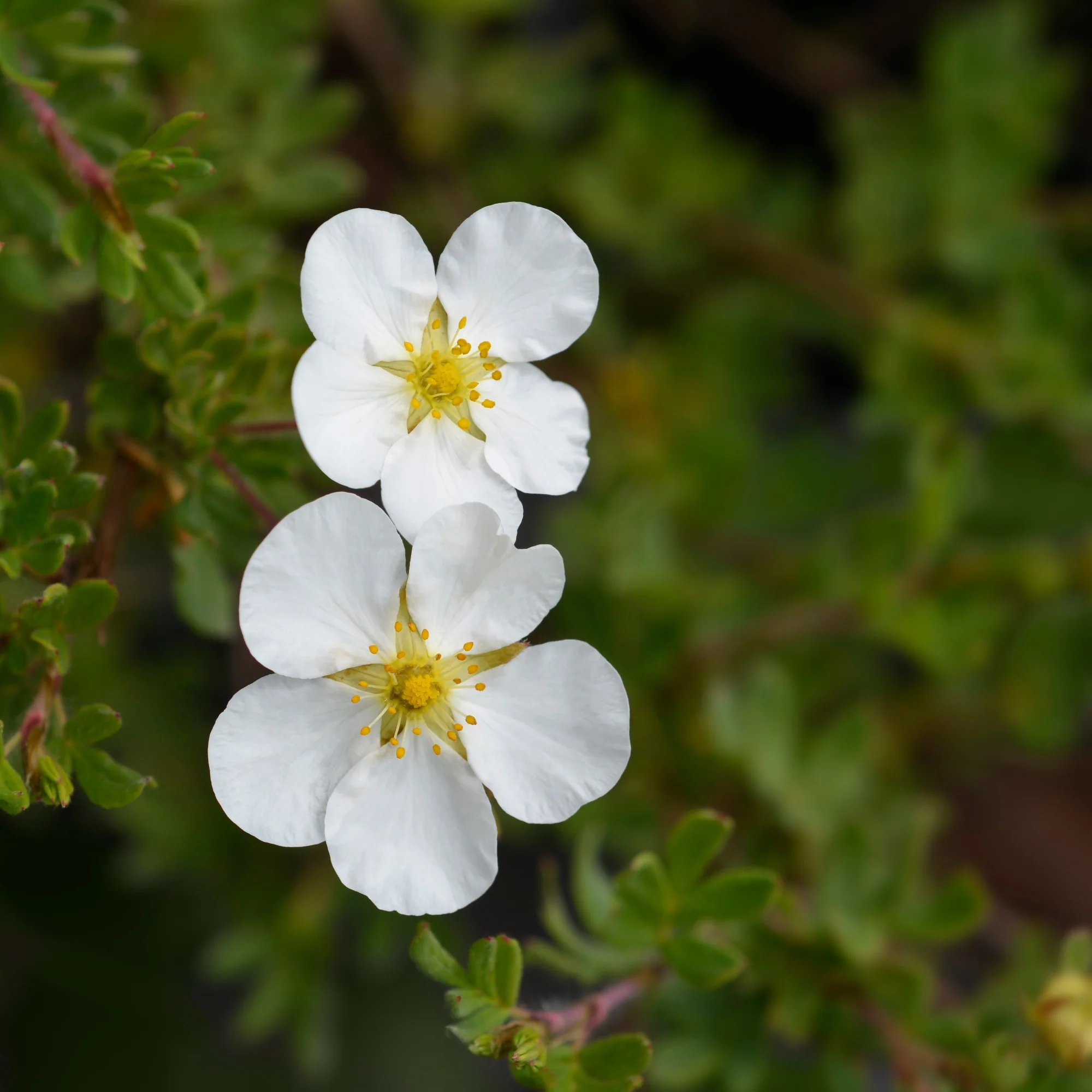 Potentille Abbotswood - Image 4