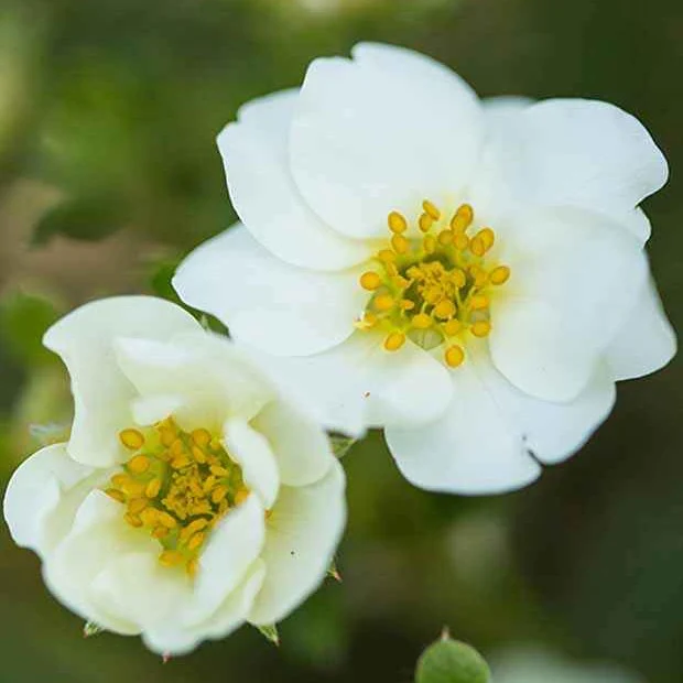 Potentille arbustive Crème Brûlée
