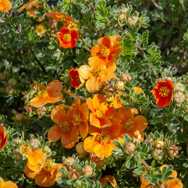 Potentille Hopley's Orange
