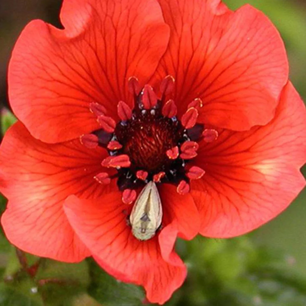 Potentille sanguine