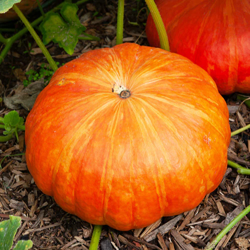 Potiron Rouge Vif d'Etampes - Image 3
