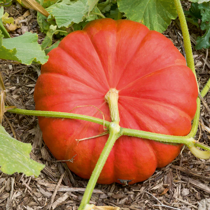 Potiron Rouge Vif d'Etampes - Image 5