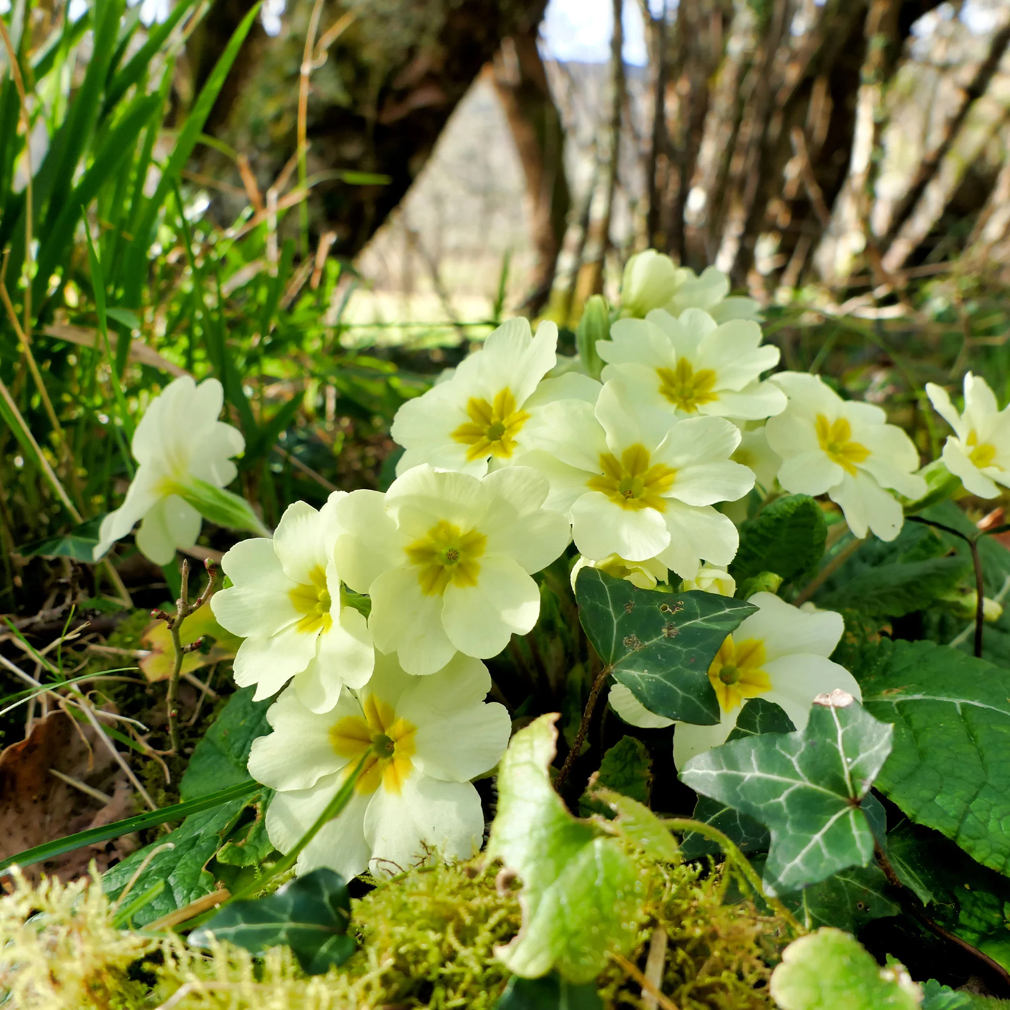 Primevère des jardins