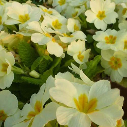 Primevère des jardins - Image 4