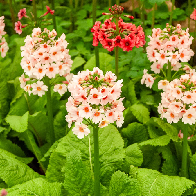 Primevère japonaise Apple Blossom - Image 2