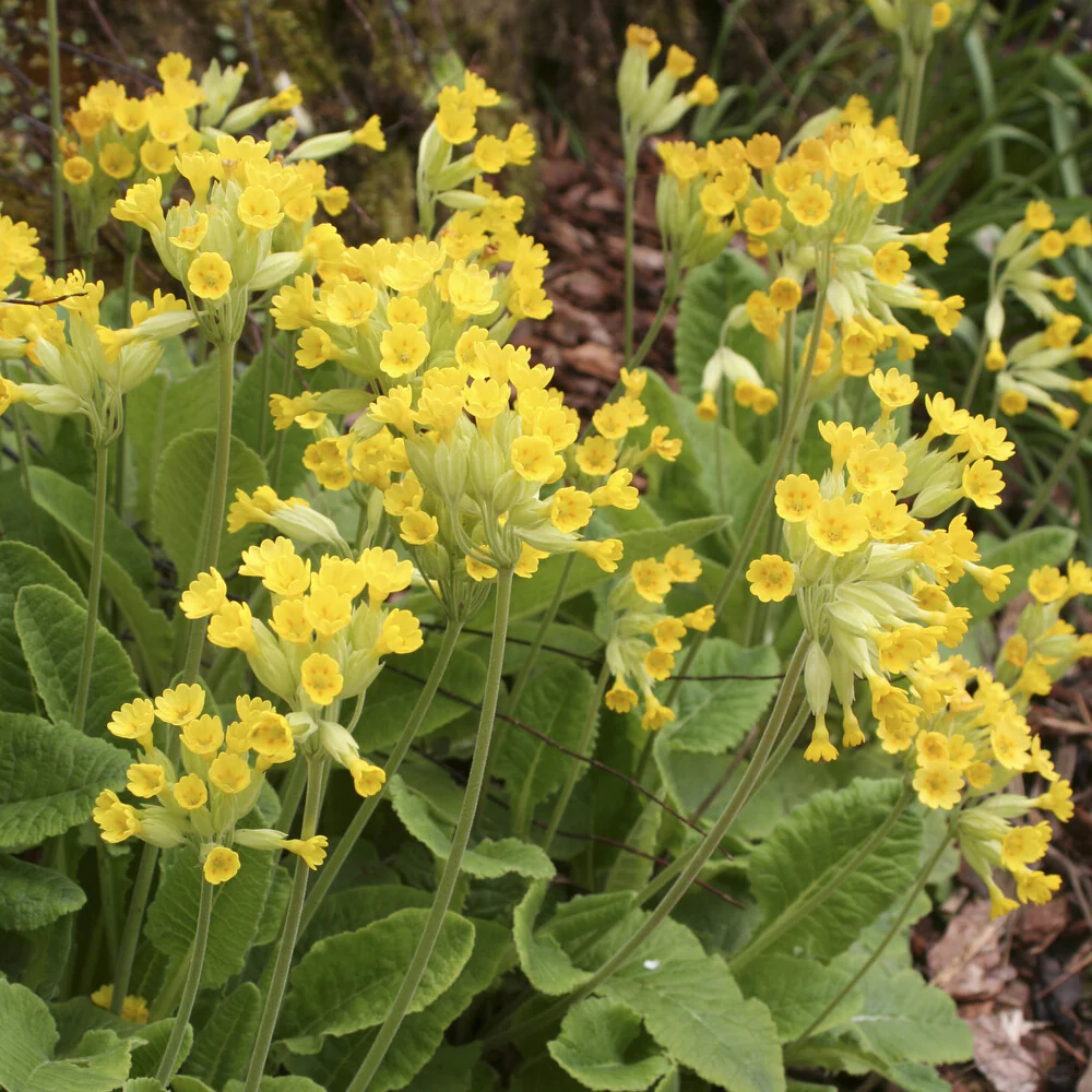 Primevère officinale Coucou - Image 2