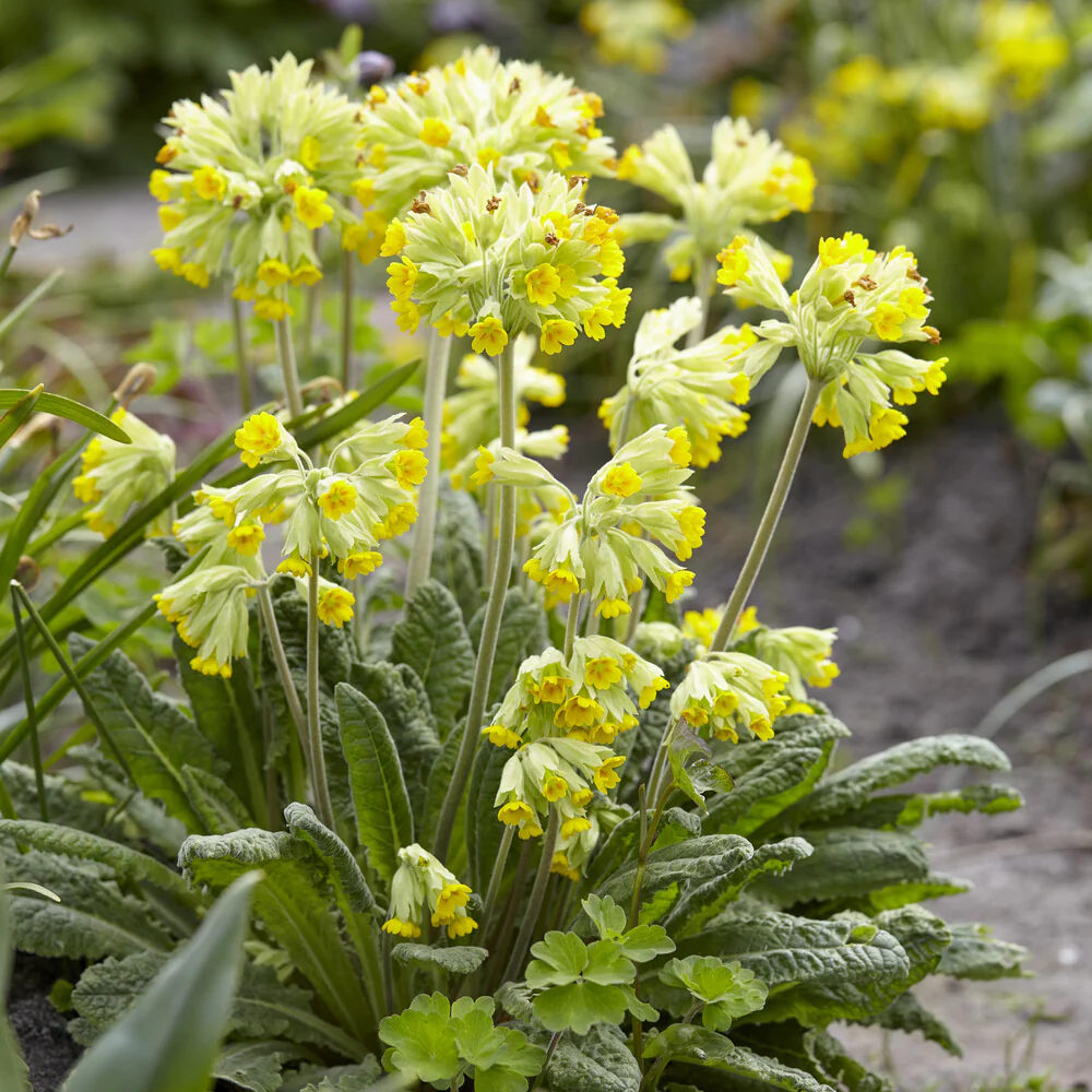 Primevère officinale Coucou - Image 4