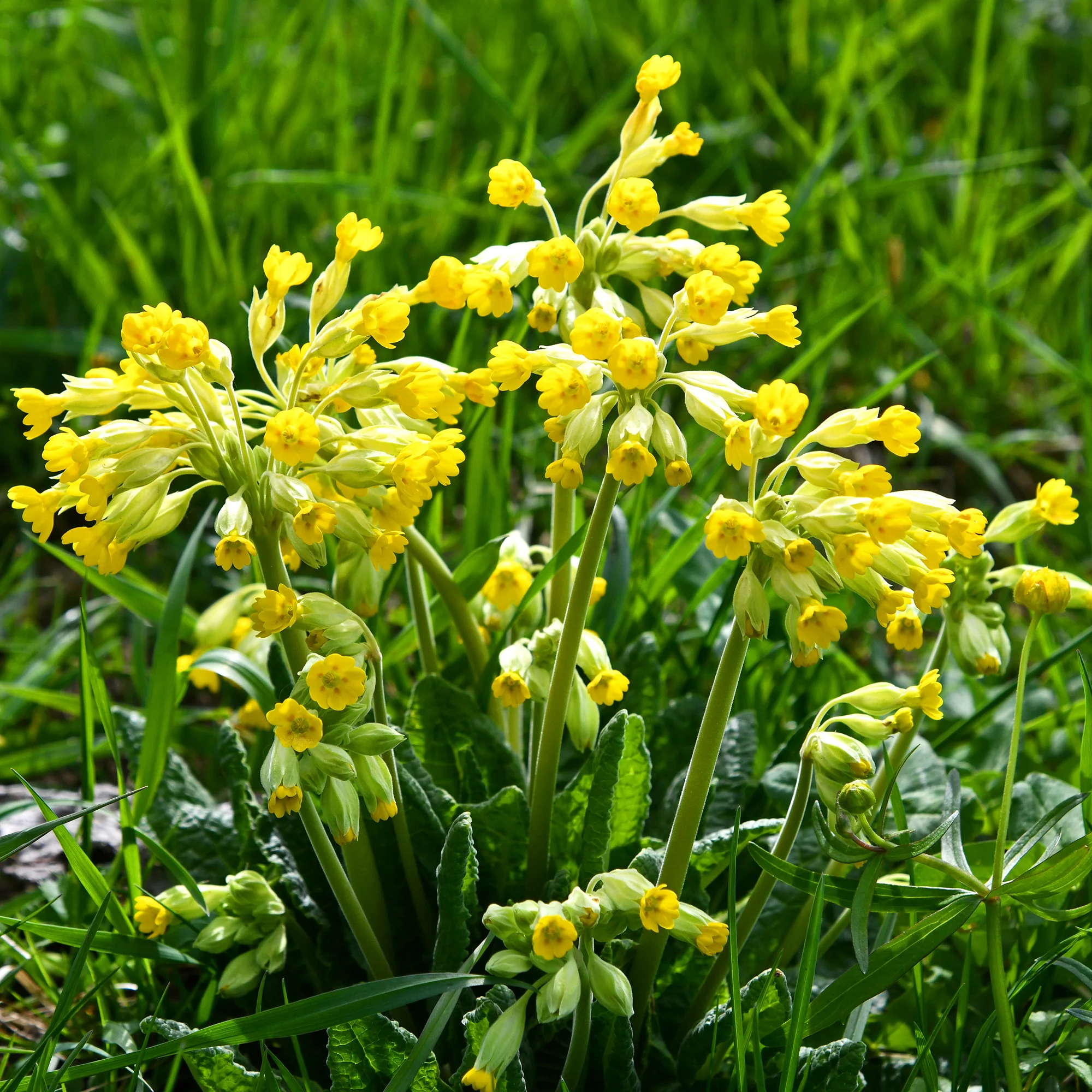 Primevère officinale Coucou - Image 5