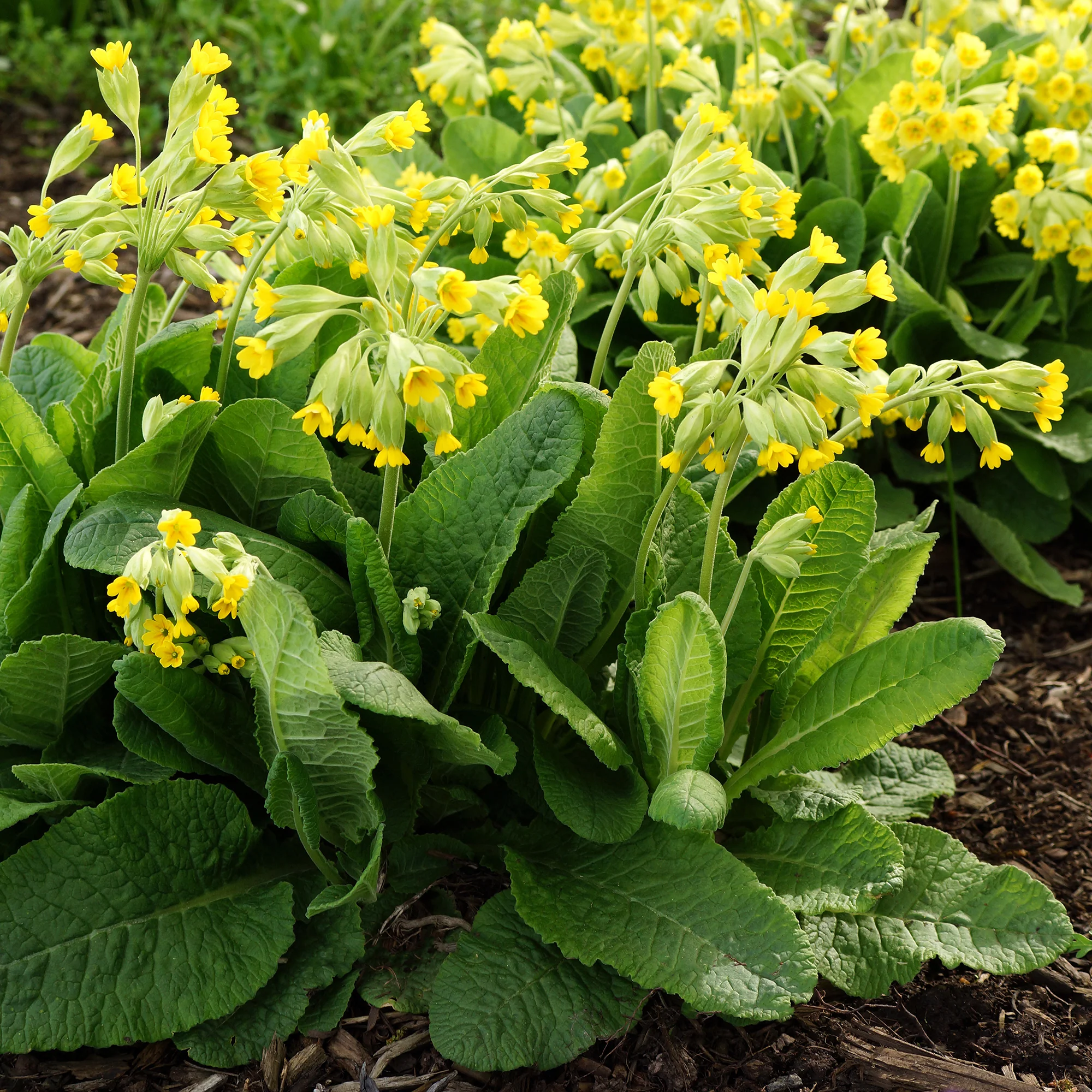 Primevère officinale Coucou - Image 6
