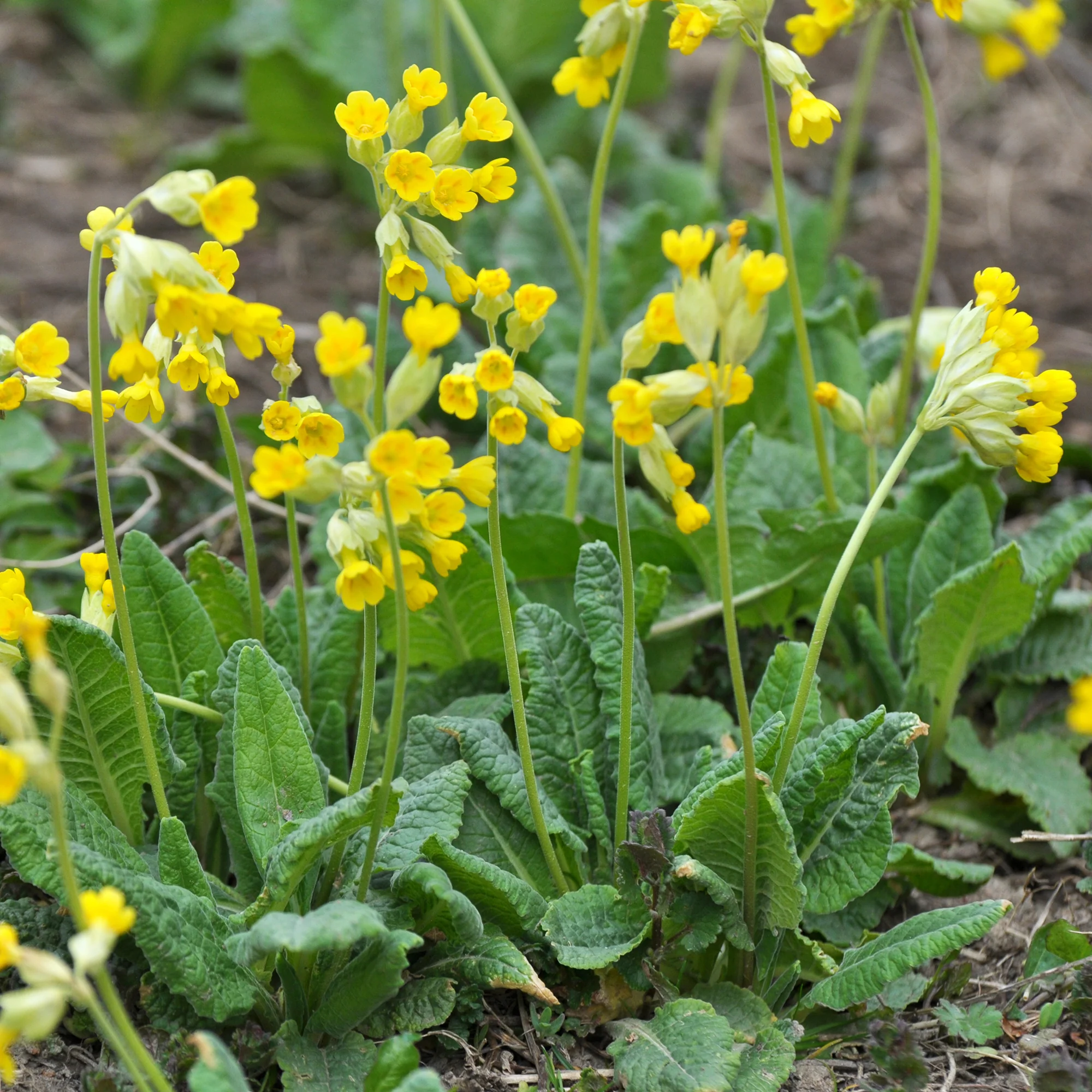 Primevère officinale Coucou - Image 7