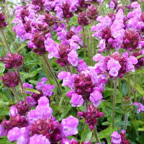 Prunelle à grandes fleurs Altenberg Rosa