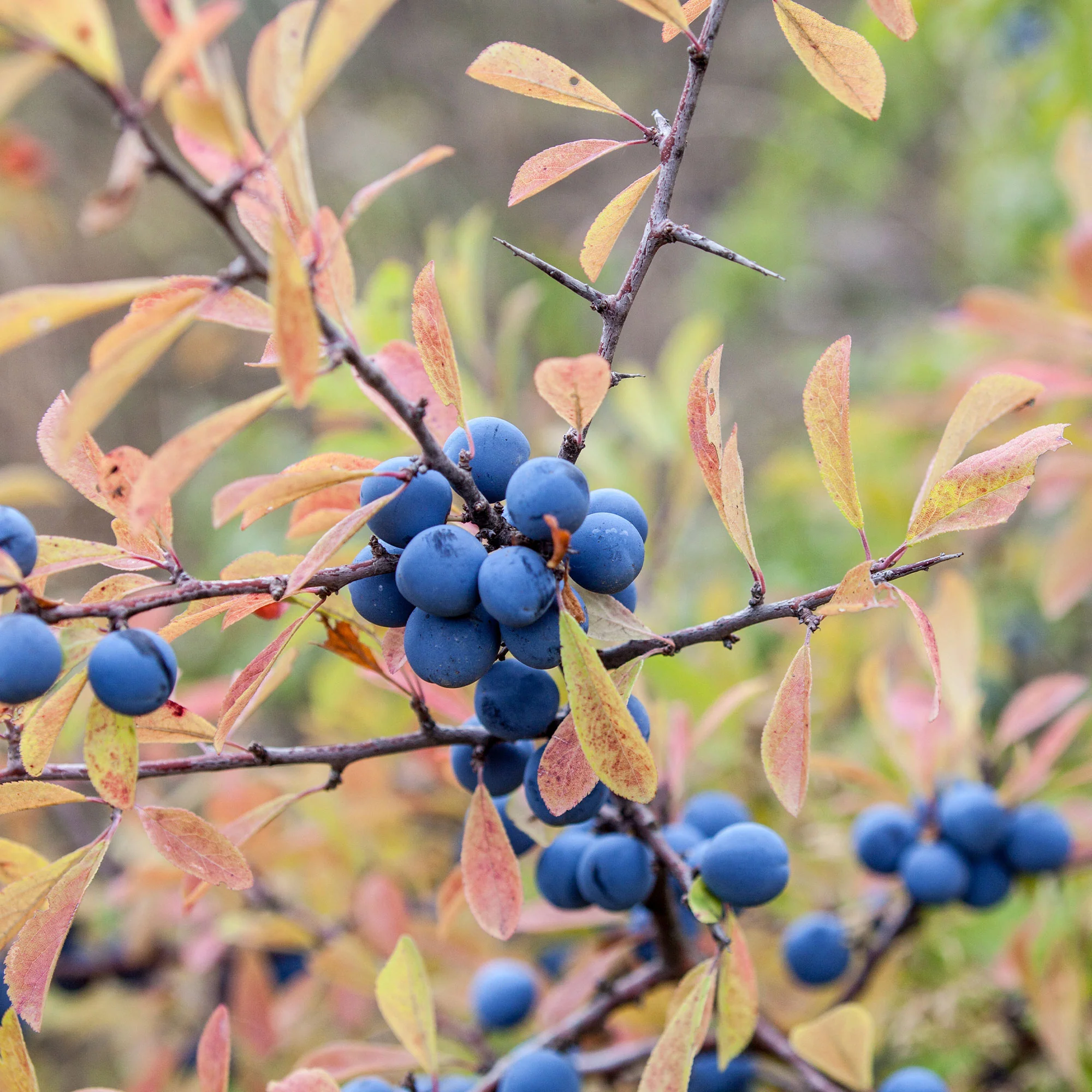 Prunellier