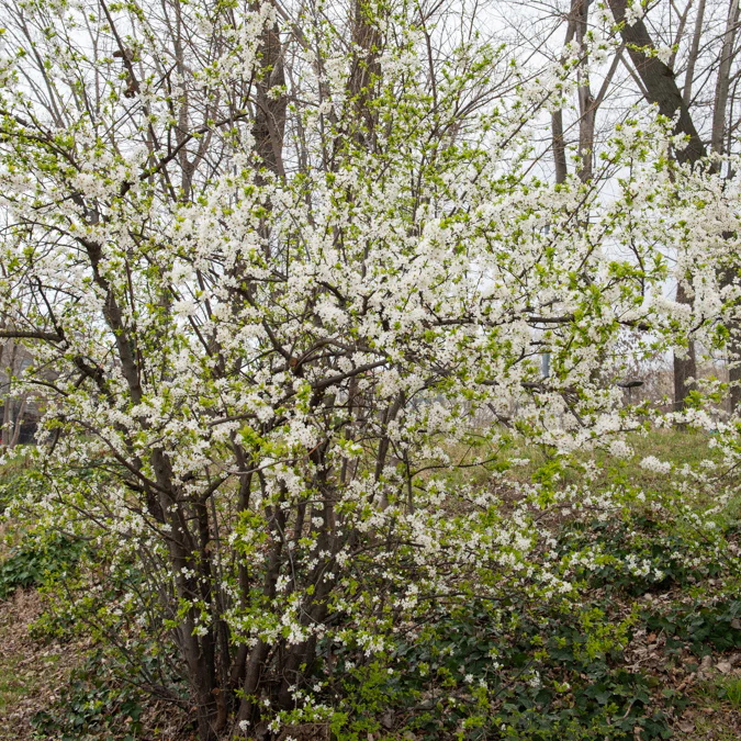 Prunellier - Image 2