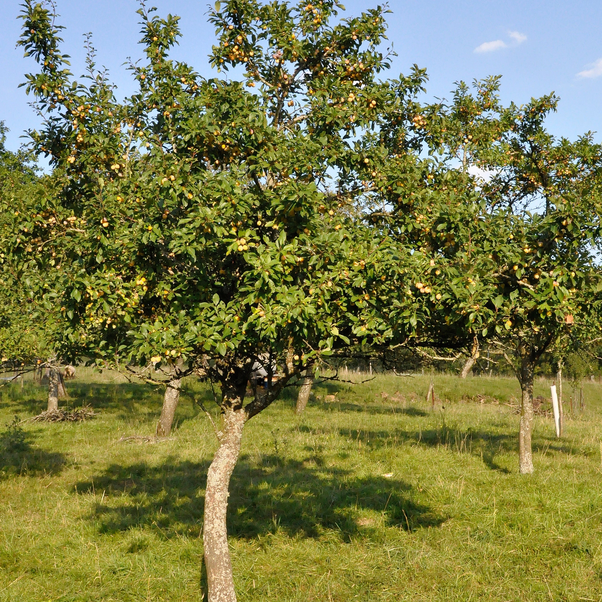 Prunier Mirabelle de Nancy - Image 3