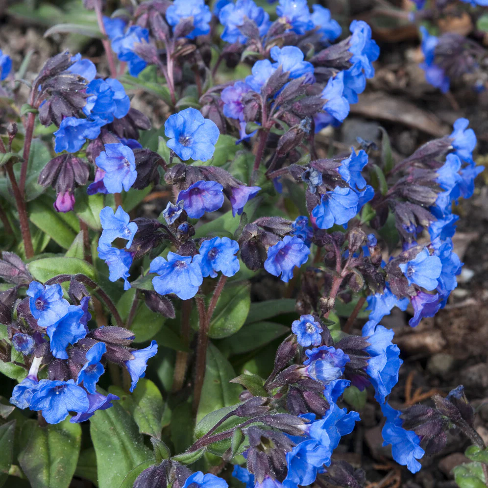 Pulmonaire 'Blue Ensign' - Image 2